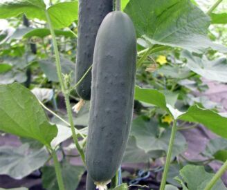 Okurka Marlen