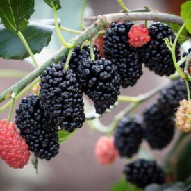 Moruša Mojo Berry