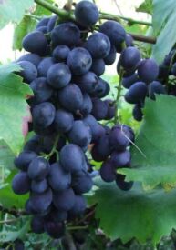 Vinič Moldova