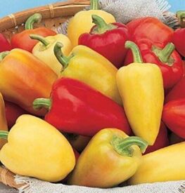 Paprika Monanta