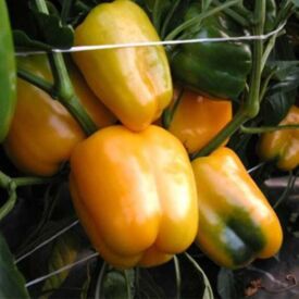 Paprika Mystery