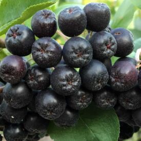 Arónia Nero