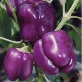 Paprika Oda