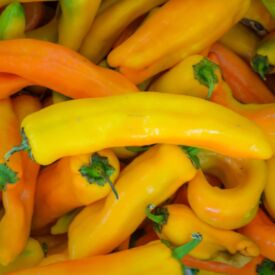 Paprika Ornela