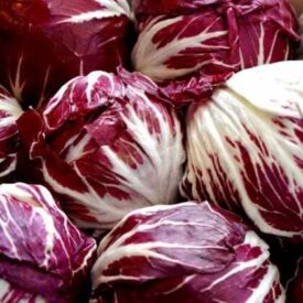 Čekanka Radicchio Palla Rossa