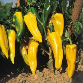 Paprika Palladio