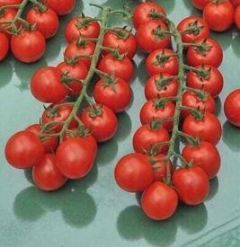 Rajčata cherry Philovita