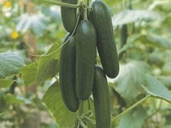 Okurka Picolino