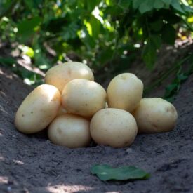 Brambory Pondus
