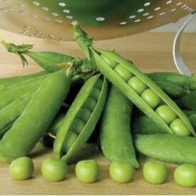 Hrach Premium