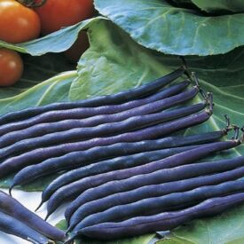 Fazuľa Purple Queen