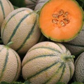 Melón Retato Degli Ortolani