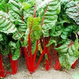 Mangold Rhubarb Chard