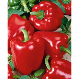 Paprika Roberta