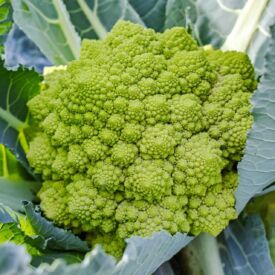 Brokolice Romanesco