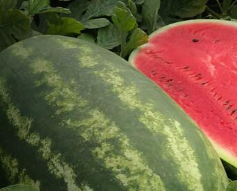 Melón Santa Matilde