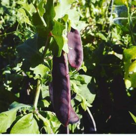Hrach Shiraz
