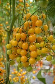 Rajčata cherry Summer sun