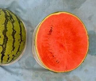 Melón Tigrimini