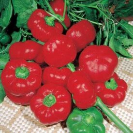 Paprika Topepo Rosso