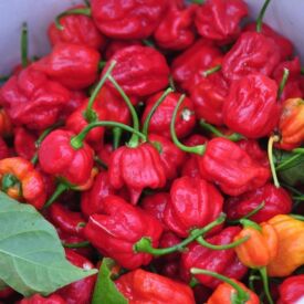 Paprika Trinidad scorpion butch