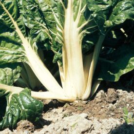 Mangold Verte a Carde Blanche