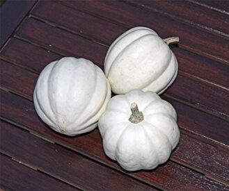 Tekvica White Pearl