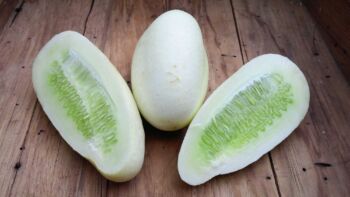 Okurka White Wonder
