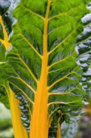 Mangold Bright Yellow