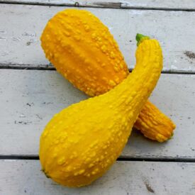 Tekvica Yellow Crookneck