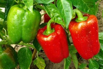 Paprika Yolo Wonder