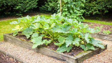 Ako pestovať cukety, zdroj: epicgardening.com