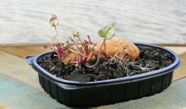 Jak pěstovat batáty, zdroj: thegardeningcook.com
