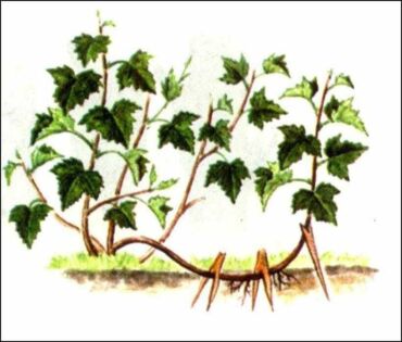 Rozmnožovanie černíc - "potápanie"