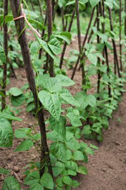 Opora fazule, zdroj: gardeningknowhow.com