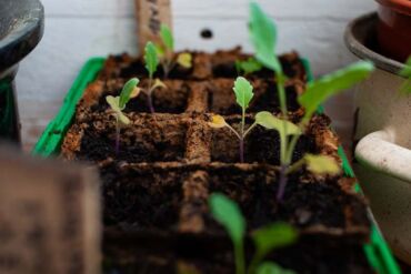 Jak pěstovat kedluben, zdroj: gardenerspath.com
