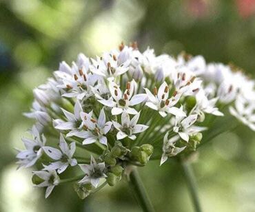Česneková pažitka, zdroj: bhg.com
