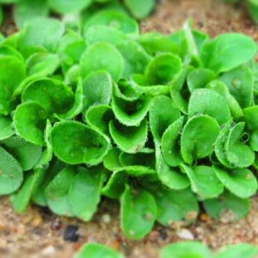 Poľníček malolistý, zdroj: simplyseed.co.uk