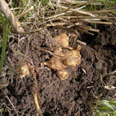 Zber topinamburov, zdroj: gardenate.com