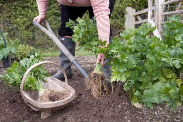 Sklizeň celeru bulvového, zdroj: gardenersworld.com