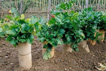 Metoda pěstování s přihrnováním, zdroj: gardenerspath.com