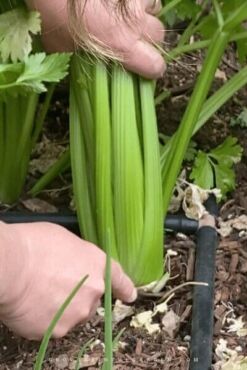 Sklizeň řapíkatého celeru, zdroj: growinginthegarden.com
