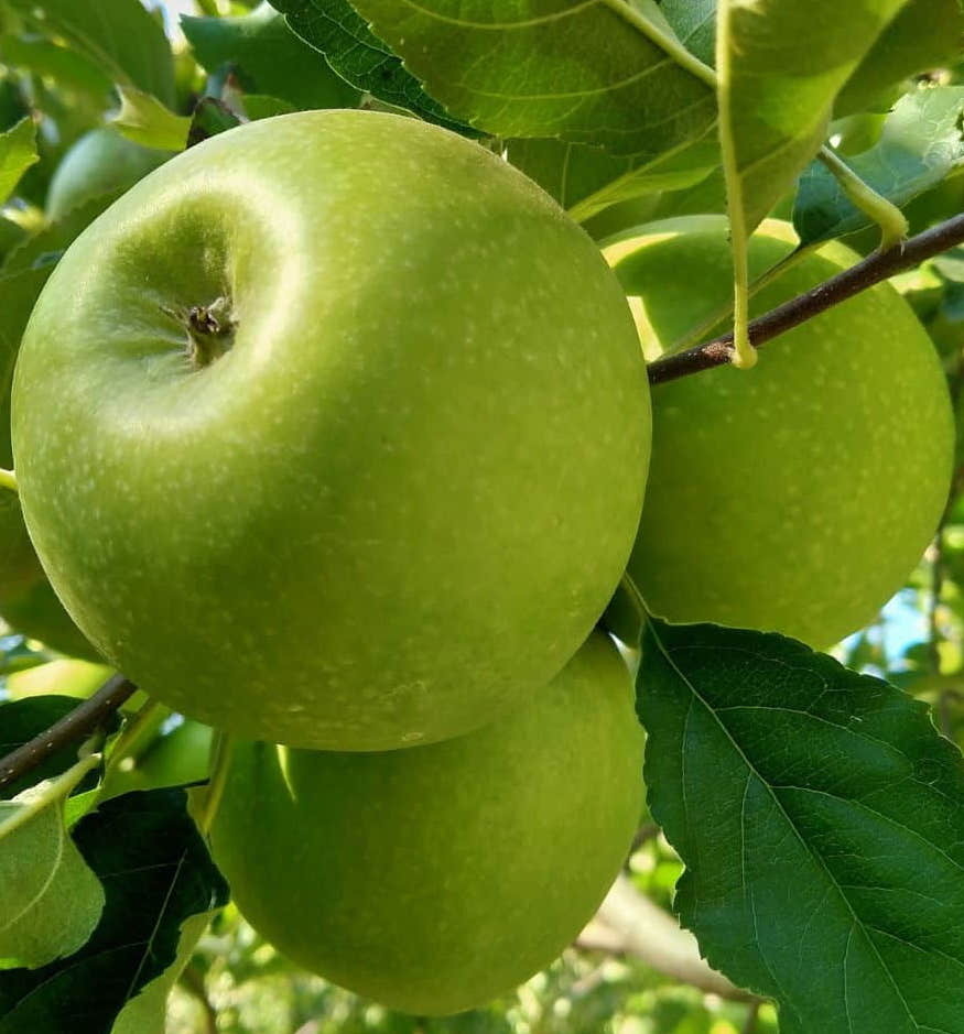 Jak pěstovat: Jabloň Granny Smith | Zdravopedie.cz