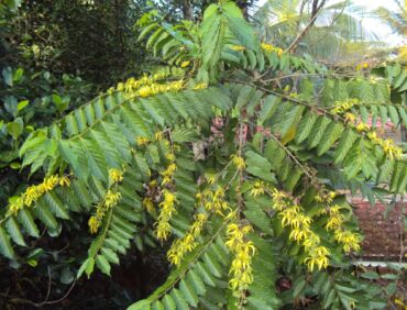 Ylang1