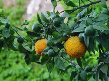 Bergamot1