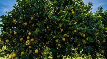 Citronova1