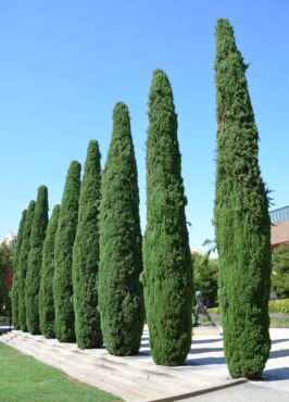 Cyprusova1