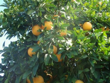 Grapefruitova1