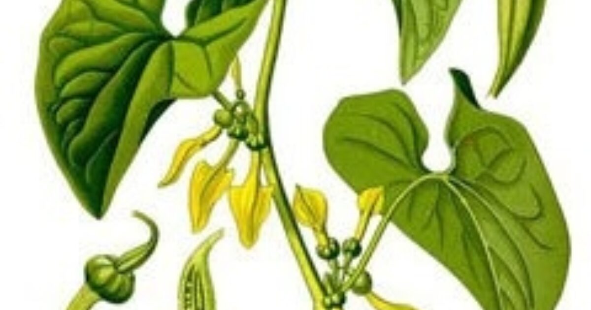 Podrazec Podražec křovištní - použitie, účinky na zdravie a zber | Zdravopedie.cz