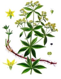 Marena farbiarska